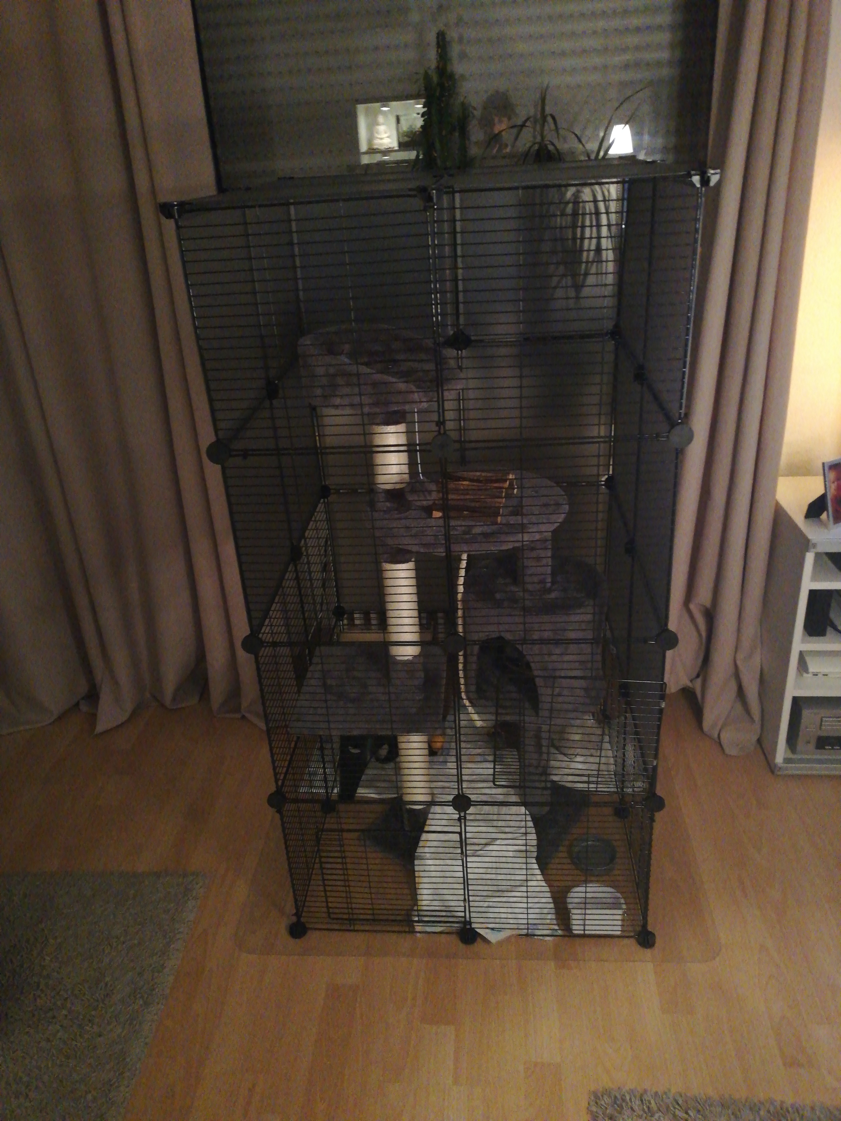 Super für Meerschweinchen