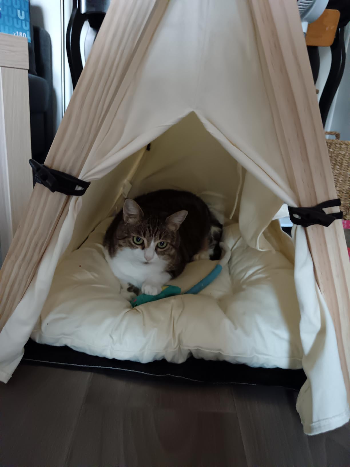 Kater liebt es